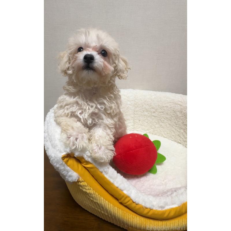 成約済の広島県のミックス犬-419957の5枚目