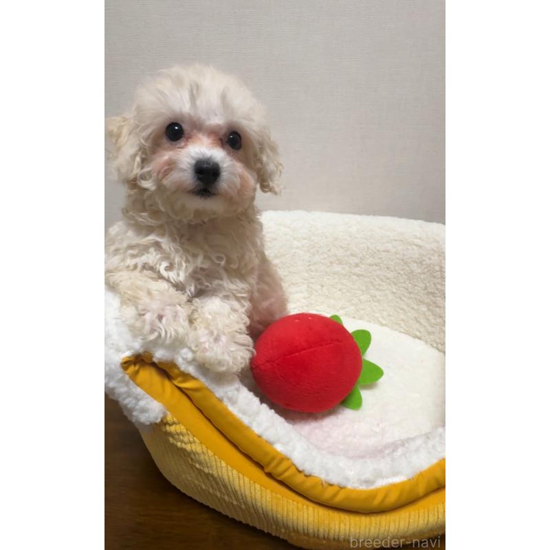 成約済の広島県のミックス犬-419957の4枚目