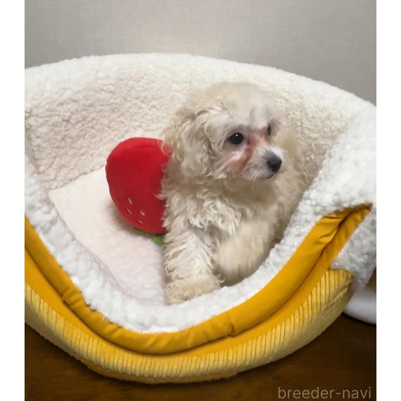 成約済の広島県のミックス犬-419957の3枚目