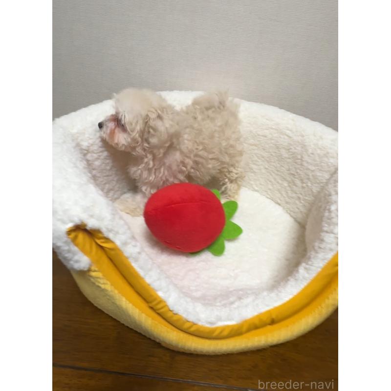 成約済の広島県のミックス犬-419957の2枚目