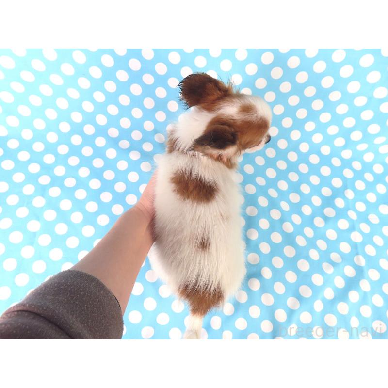 成約済の千葉県のパピヨン-411303の5枚目