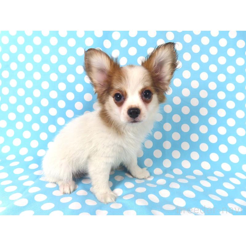 成約済の千葉県のパピヨン-411303の4枚目