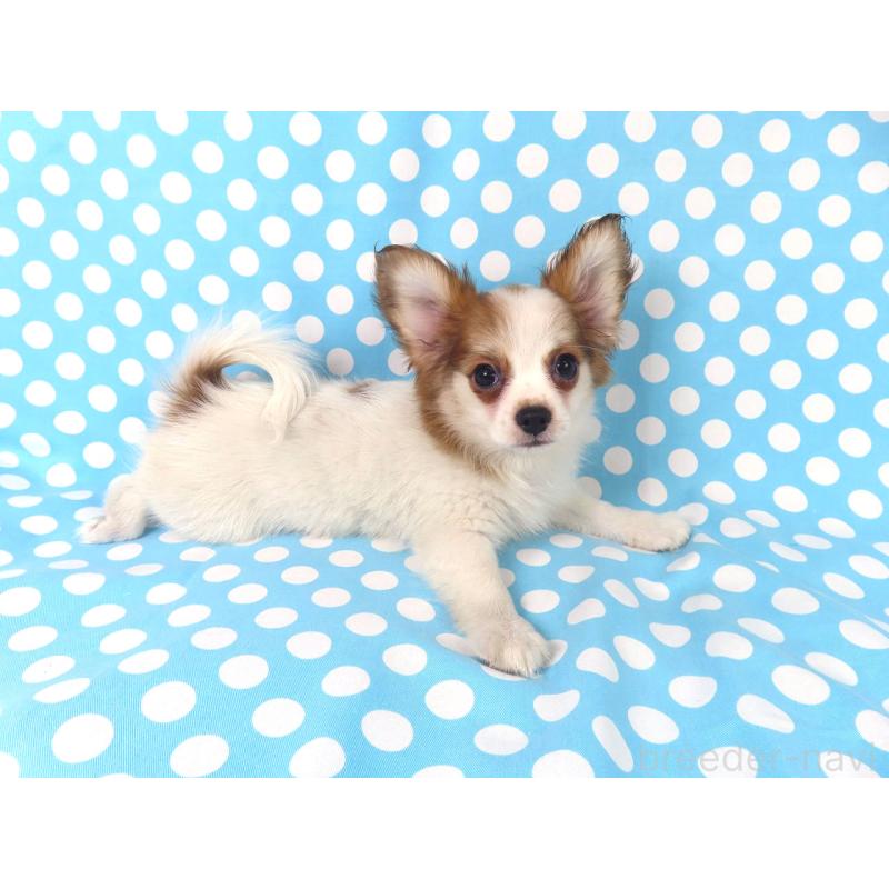 成約済の千葉県のパピヨン-411303の3枚目