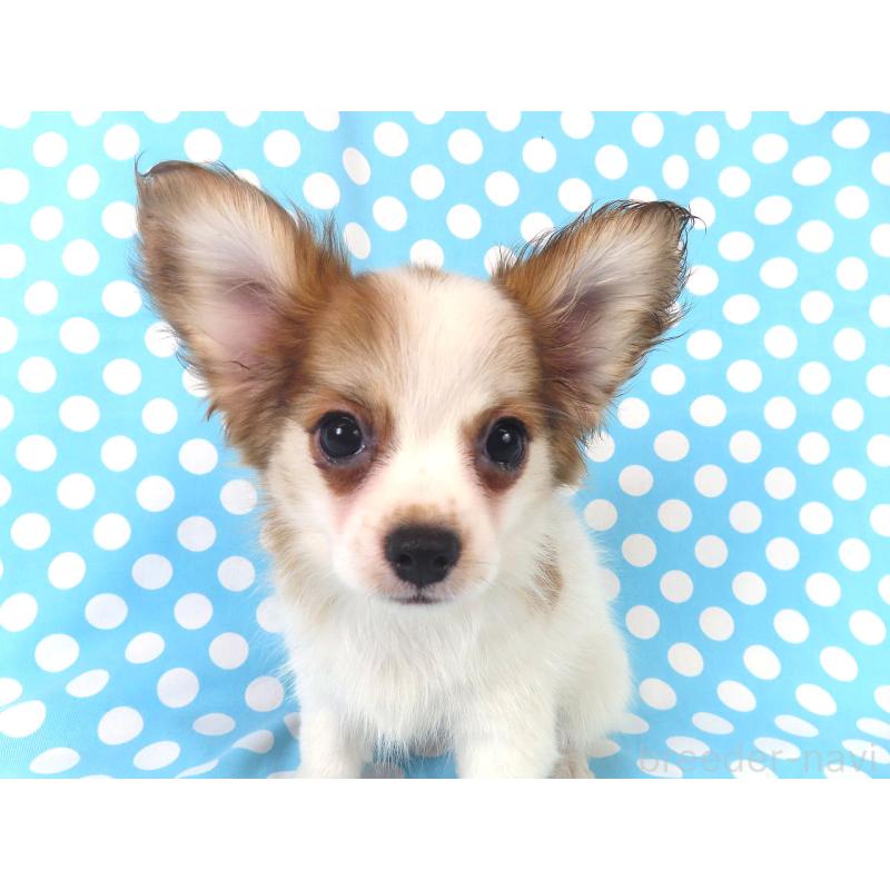 成約済の千葉県のパピヨン-411303の2枚目