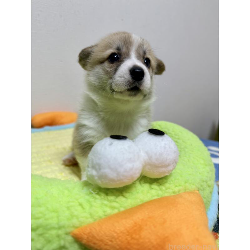 商談中の千葉県のウェルシュコーギーペンブローク-417429の7枚目