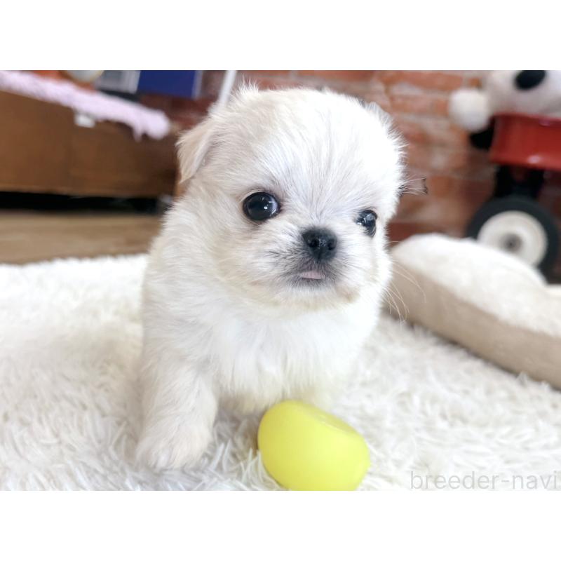 販売中の神奈川県のミックス犬-421531の5枚目