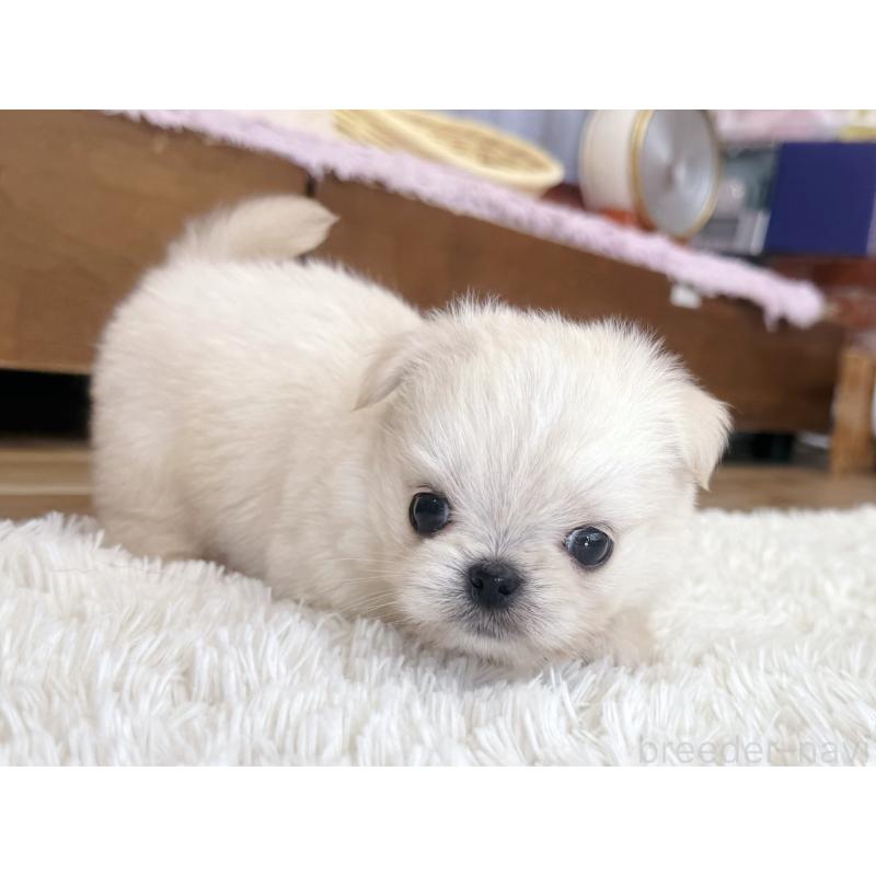 販売中の神奈川県のミックス犬-421531の4枚目