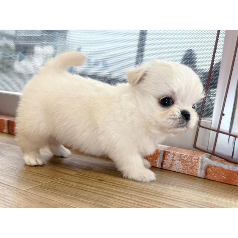 販売中の神奈川県のミックス犬-421531の3枚目