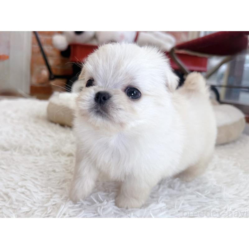 販売中の神奈川県のミックス犬-421531の2枚目