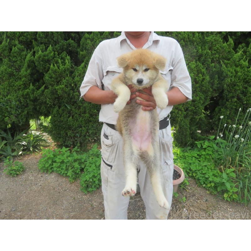 販売中の香川県の秋田犬-396478の2枚目