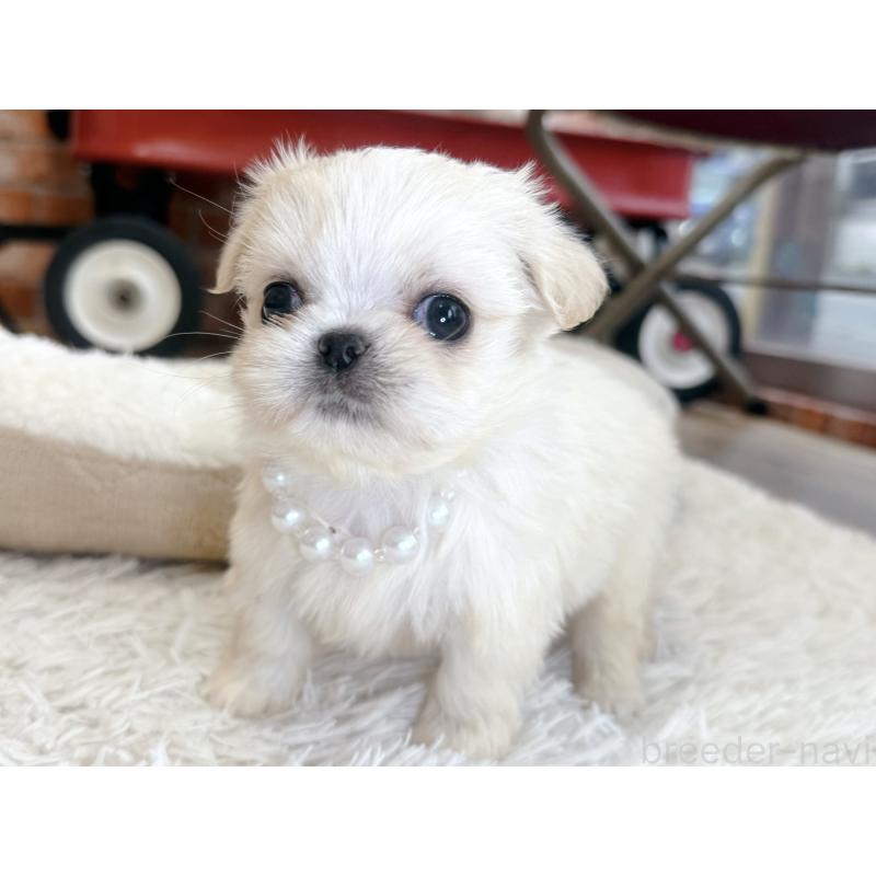 販売中の神奈川県のミックス犬-421532の6枚目