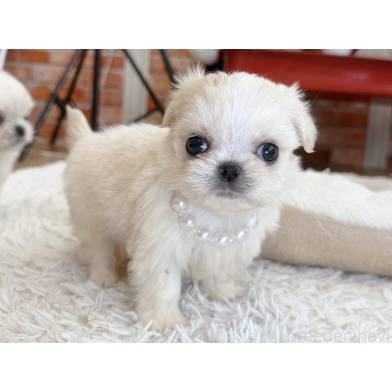 販売中の神奈川県のミックス犬-421532の5枚目