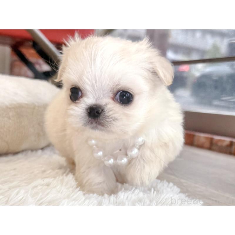 販売中の神奈川県のミックス犬-421532の4枚目