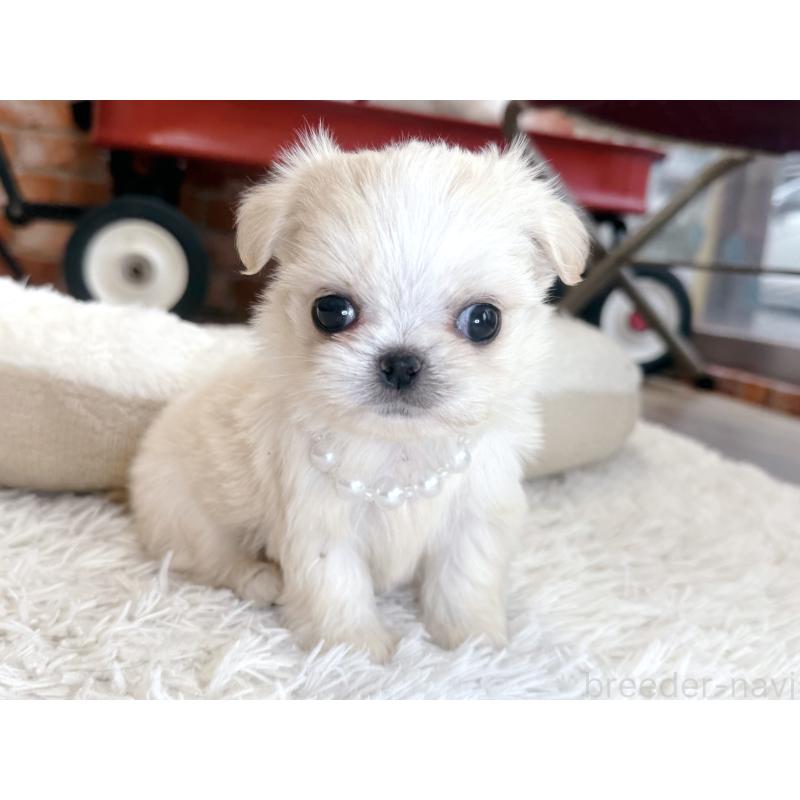販売中の神奈川県のミックス犬-421532の3枚目