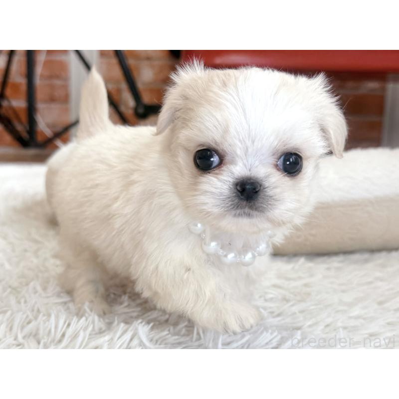 販売中の神奈川県のミックス犬-421532の2枚目