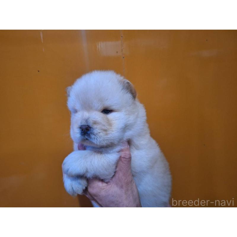 販売中の千葉県のチャウチャウ-421533の4枚目