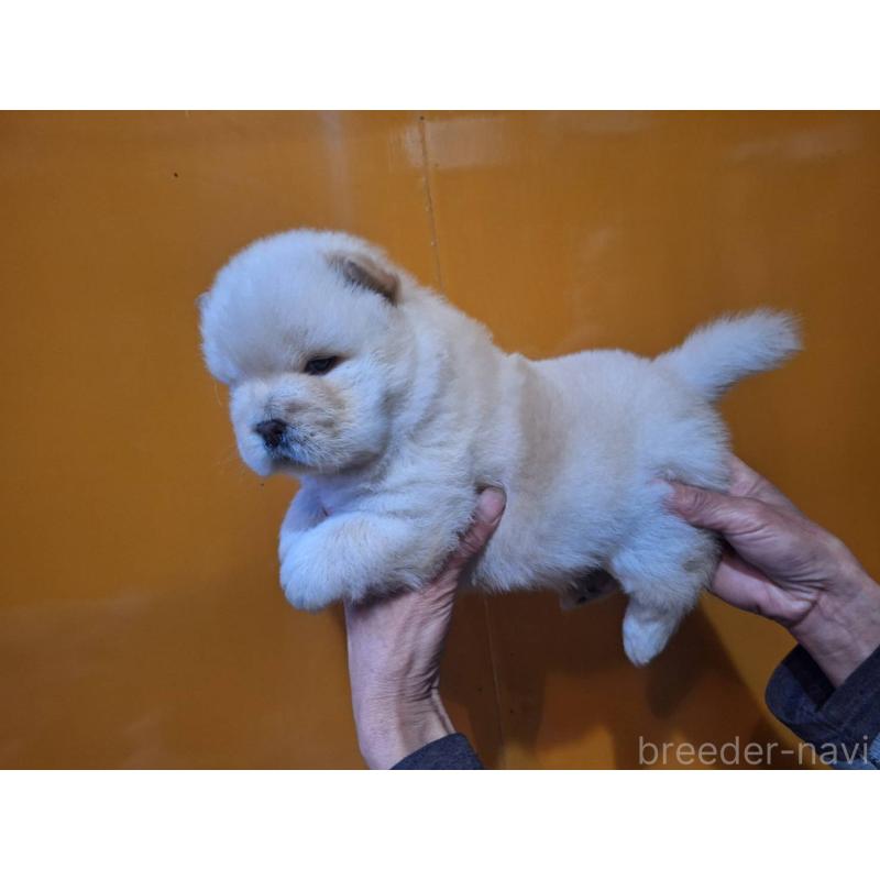 販売中の千葉県のチャウチャウ-421533の2枚目