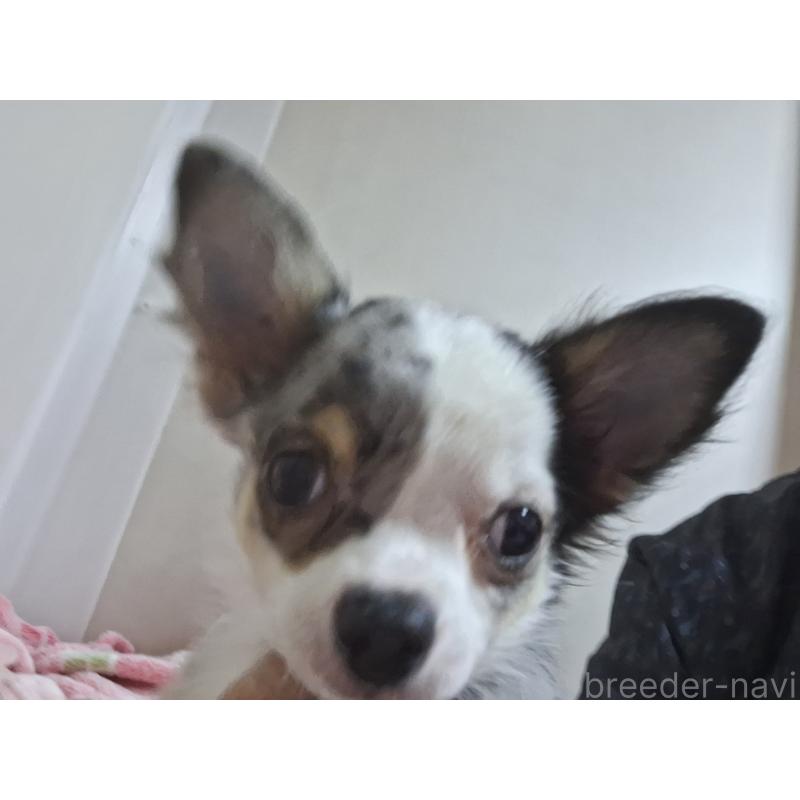 販売中の長野県のチワワ(ロングコート)-415927の3枚目