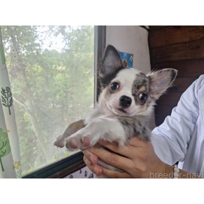 販売中の長野県のチワワ(ロングコート)-415927の2枚目