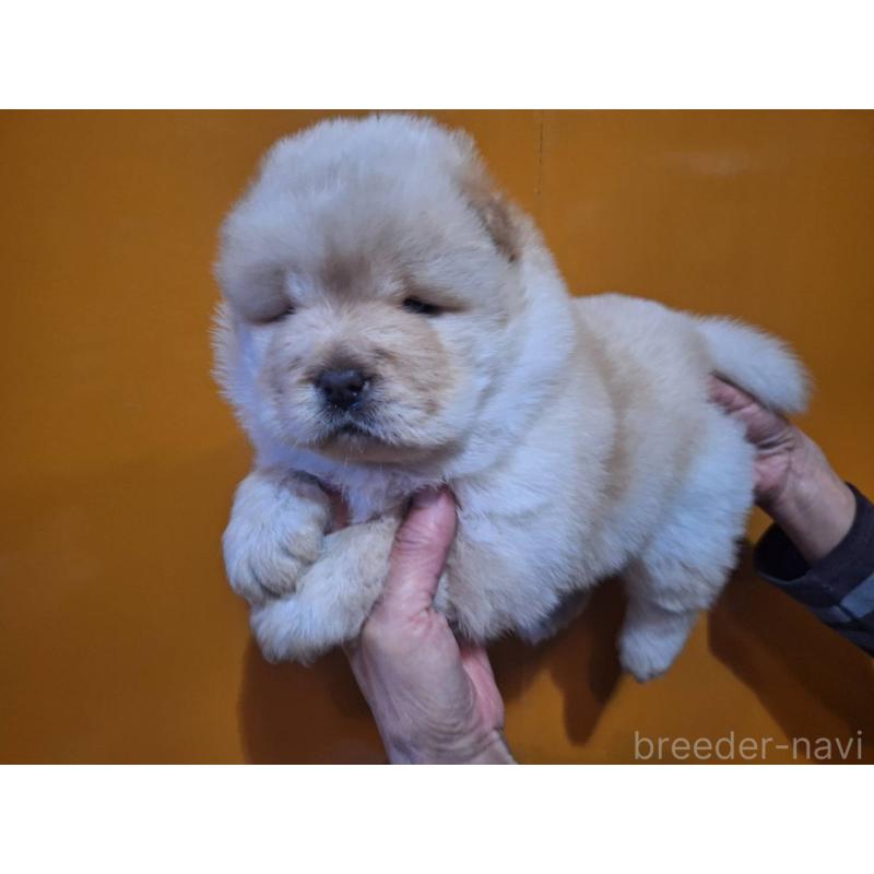販売中の千葉県のチャウチャウ-421534の3枚目