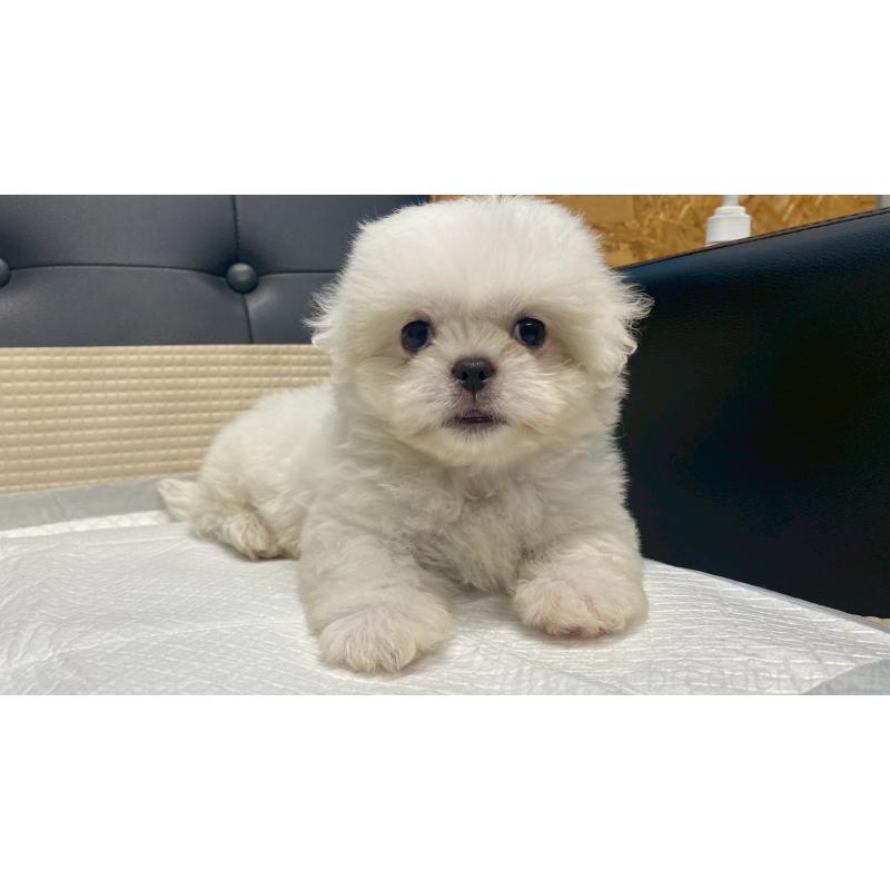 販売中の兵庫県のミックス犬-421536の13枚目