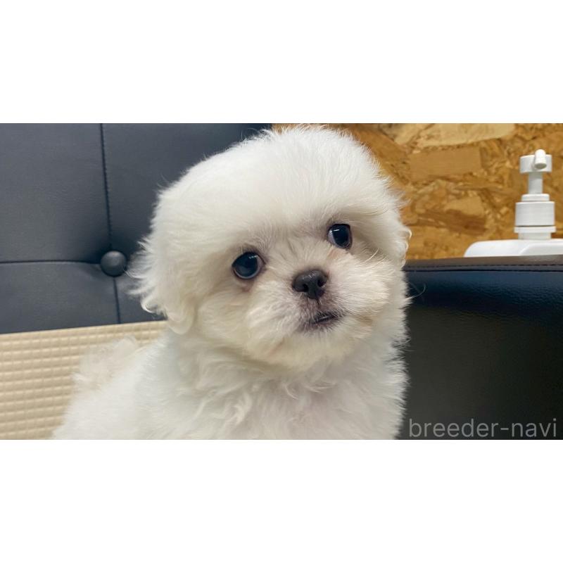 販売中の兵庫県のミックス犬-421536の12枚目