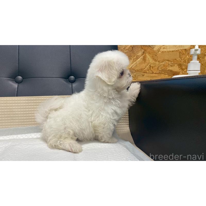 販売中の兵庫県のミックス犬-421536の11枚目