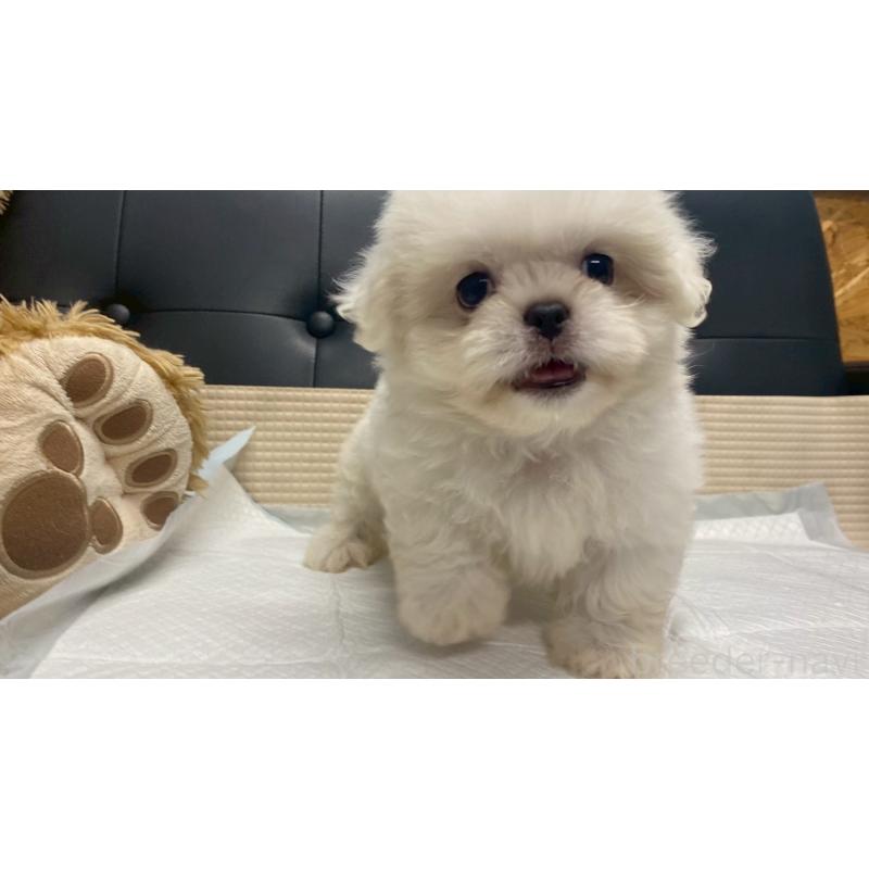 販売中の兵庫県のミックス犬-421536の10枚目
