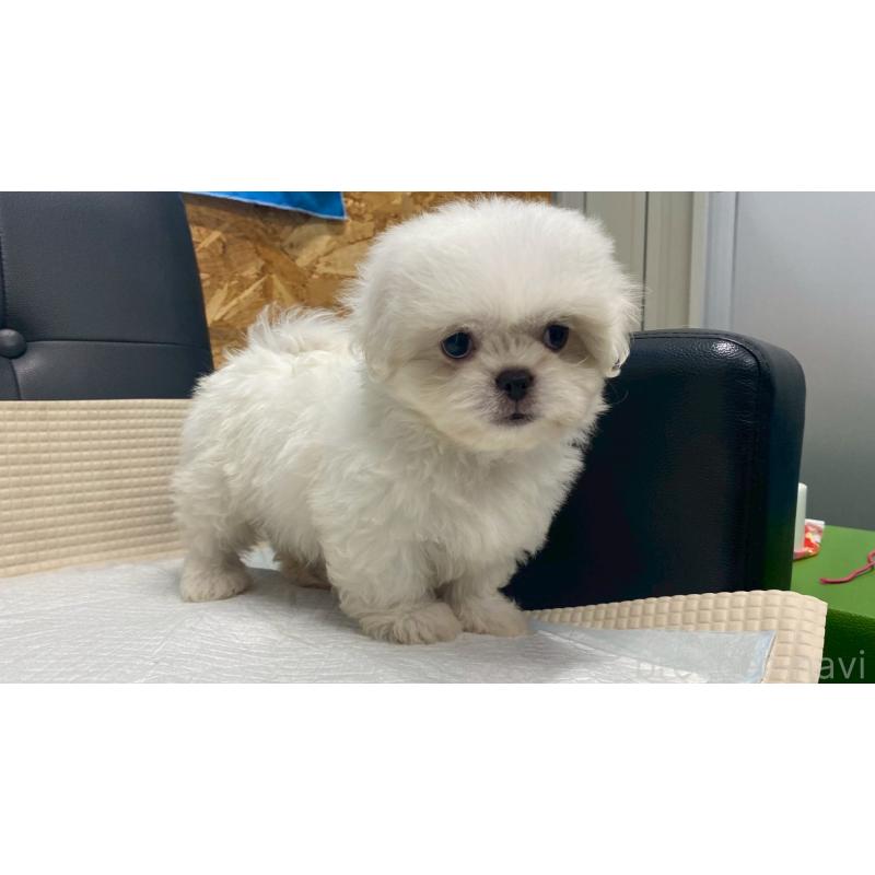 販売中の兵庫県のミックス犬-421536の9枚目