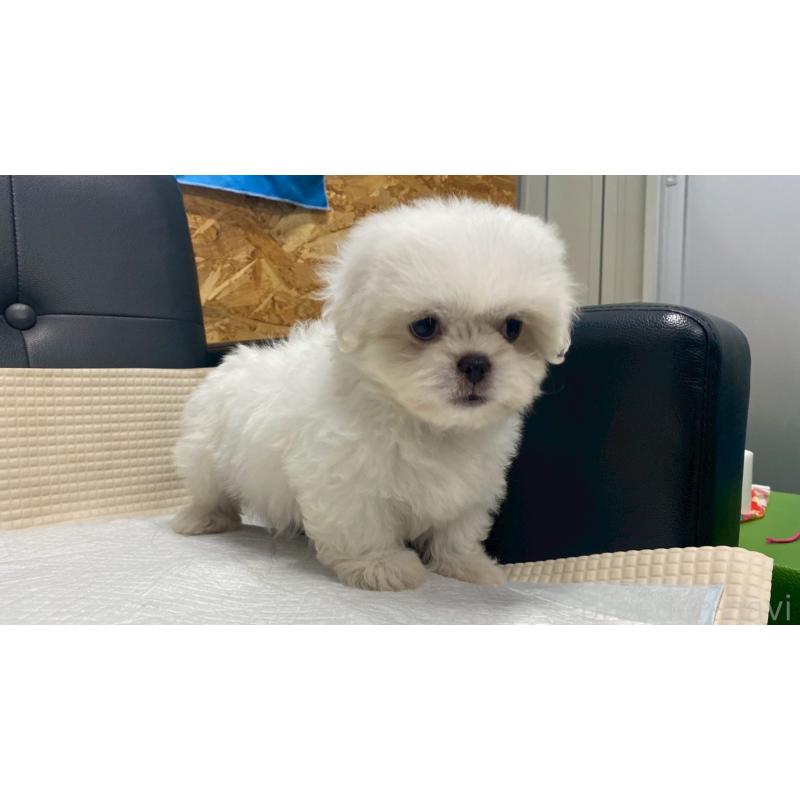 販売中の兵庫県のミックス犬-421536の8枚目