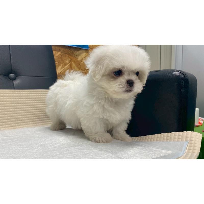 販売中の兵庫県のミックス犬-421536の7枚目