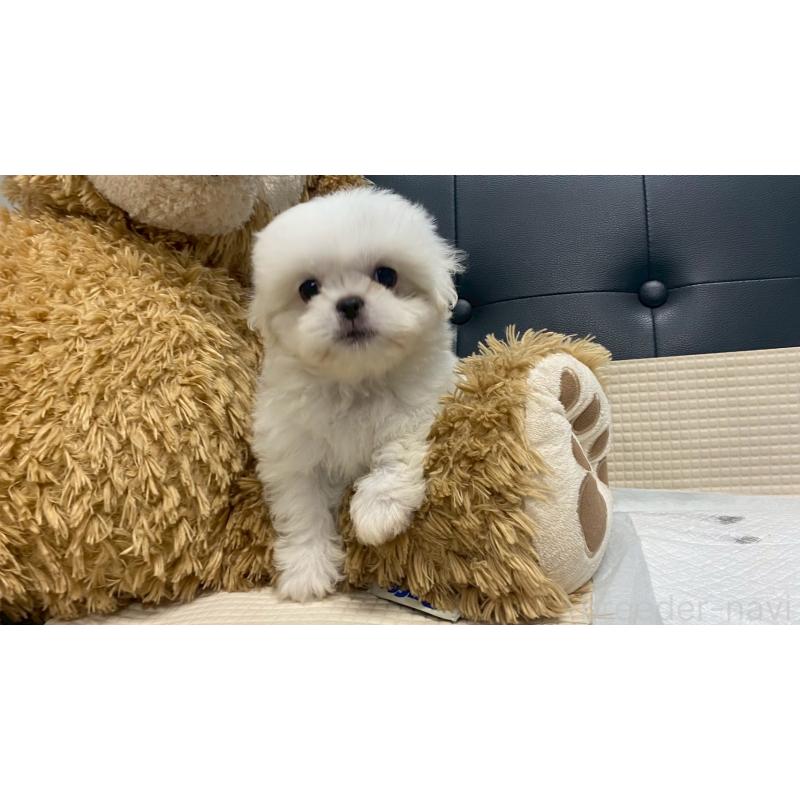 販売中の兵庫県のミックス犬-421536の6枚目
