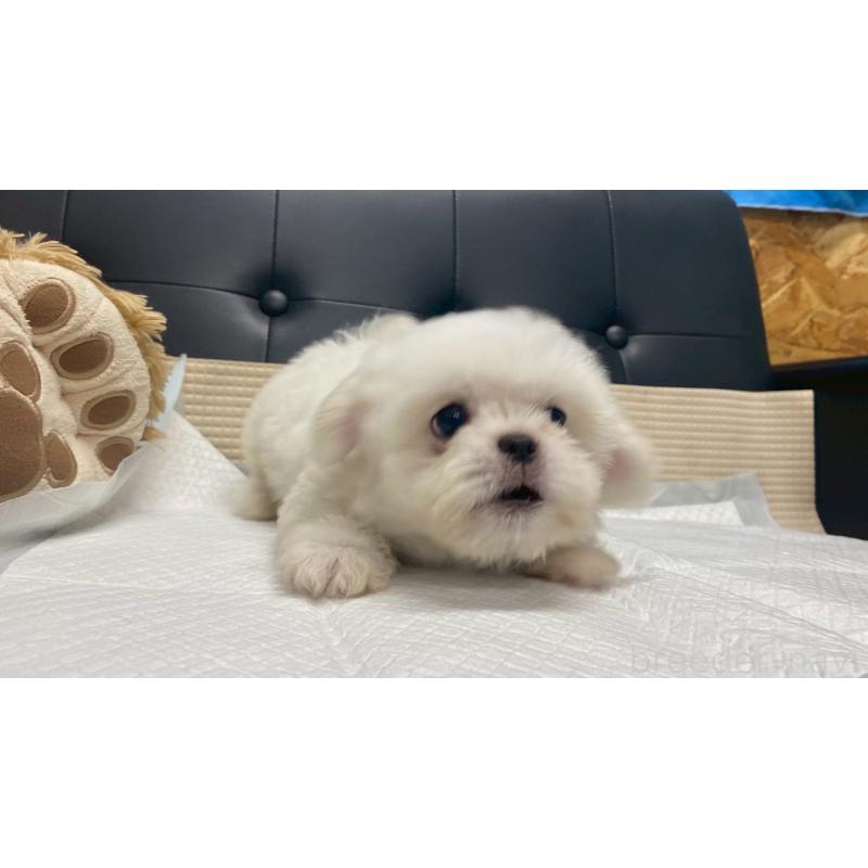 販売中の兵庫県のミックス犬-421536の3枚目