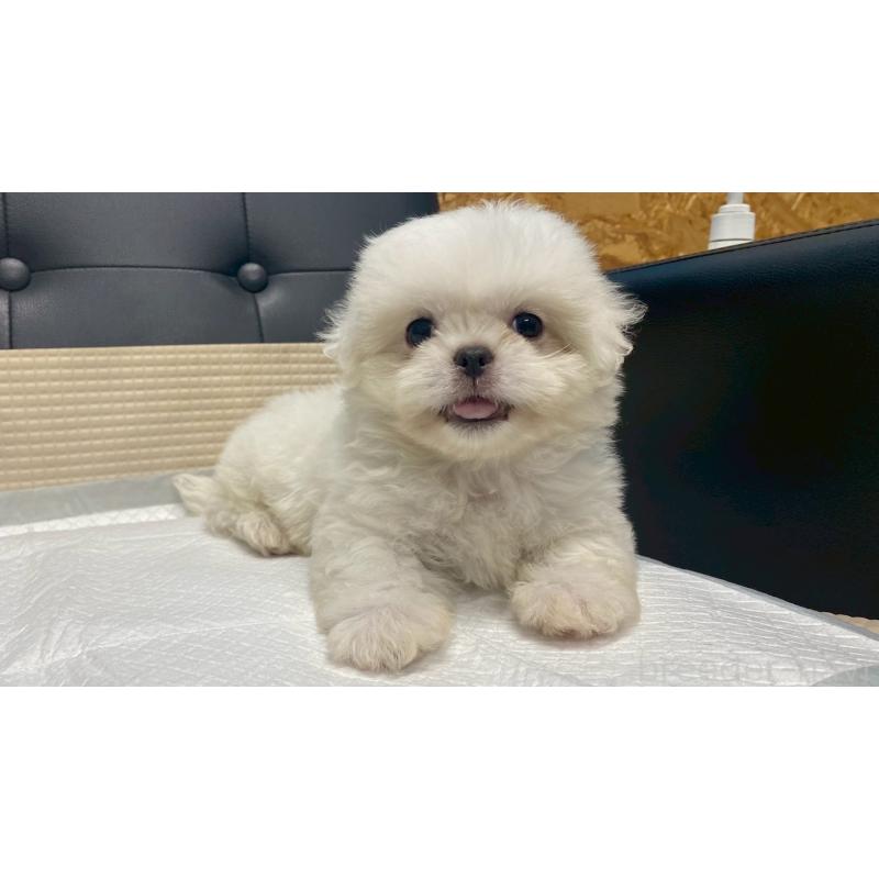 販売中の兵庫県のミックス犬-421536の2枚目