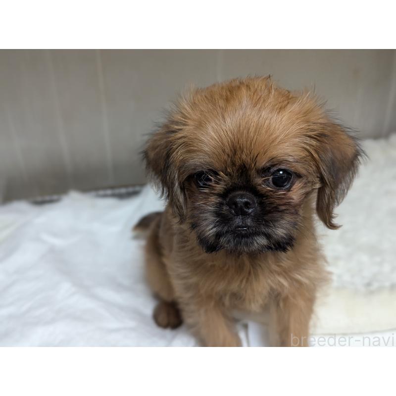 成約済の愛知県のブリュッセルグリフォン-415178の4枚目