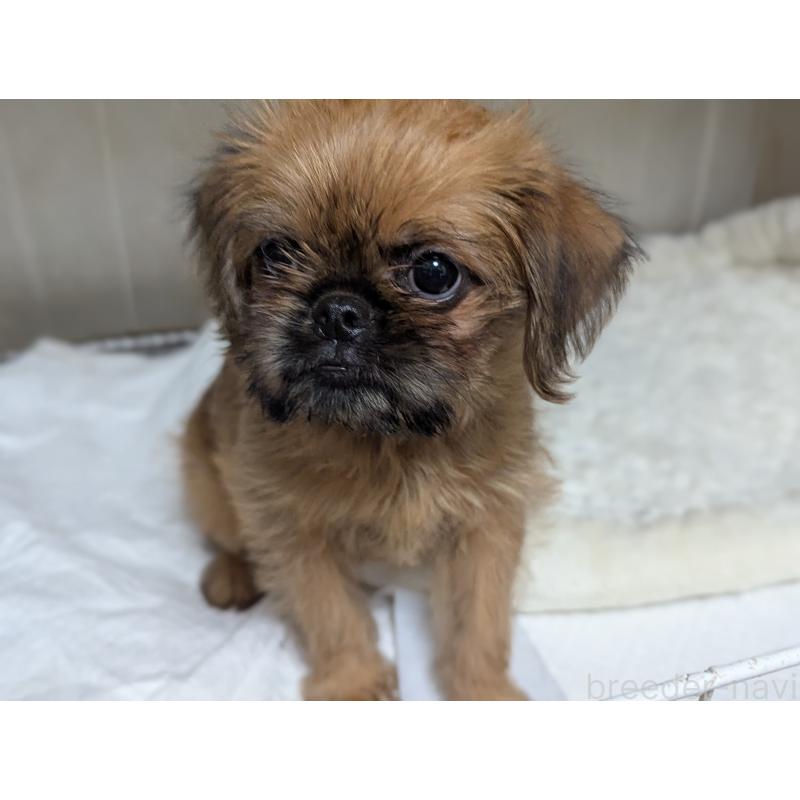 成約済の愛知県のブリュッセルグリフォン-415178の3枚目