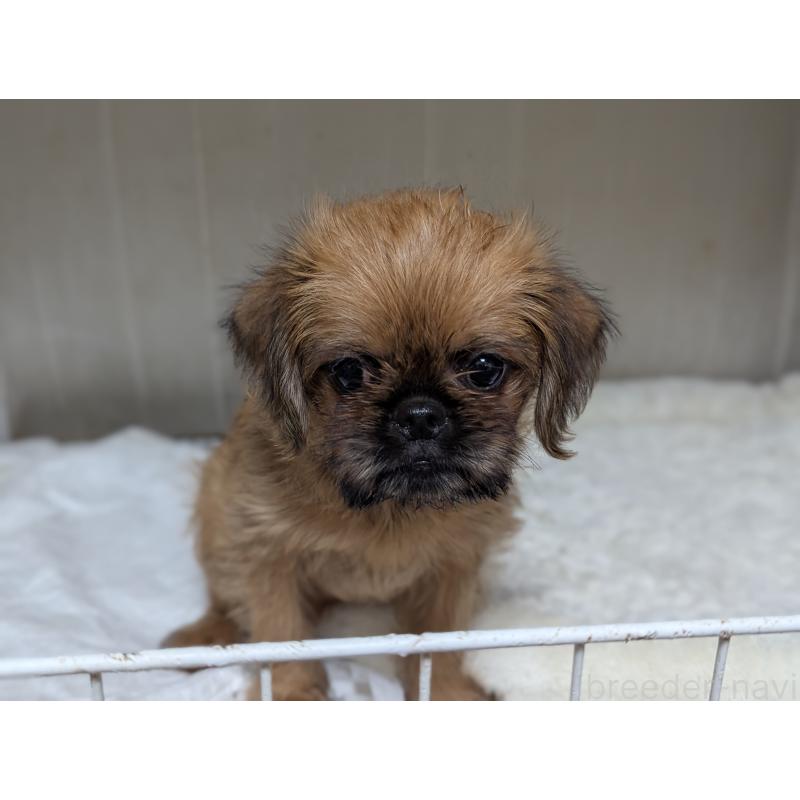 成約済の愛知県のブリュッセルグリフォン-415178の2枚目