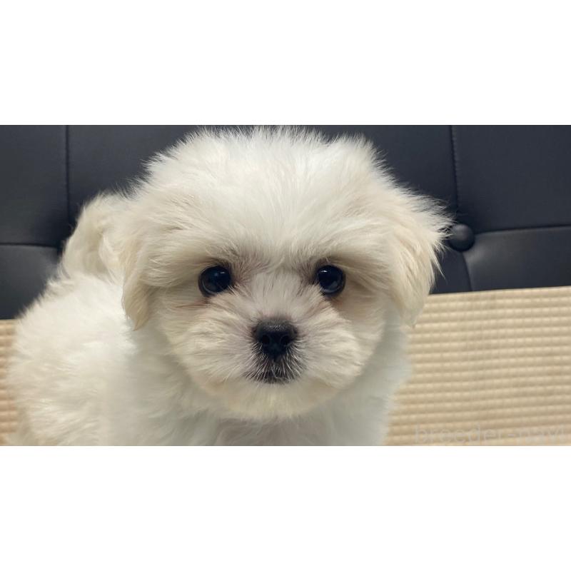 販売中の兵庫県のミックス犬-421537の10枚目