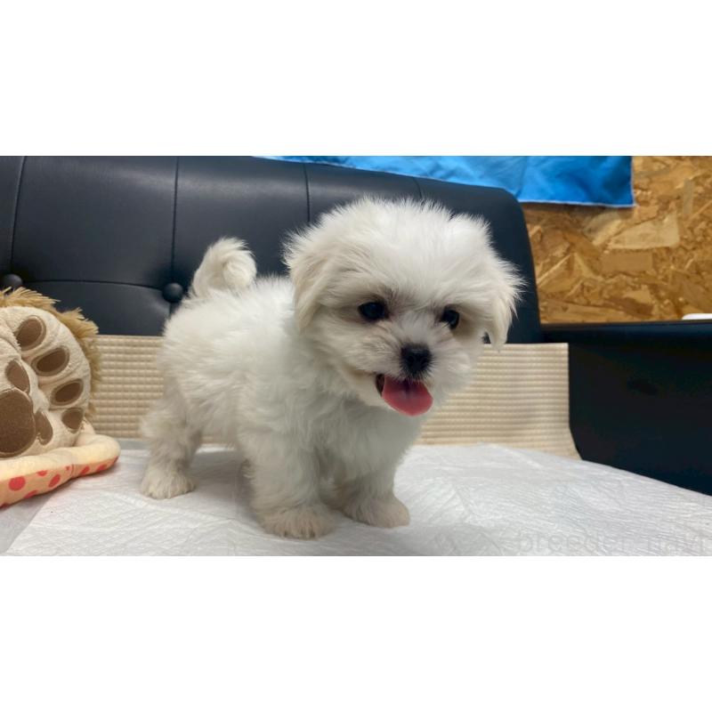 販売中の兵庫県のミックス犬-421537の9枚目