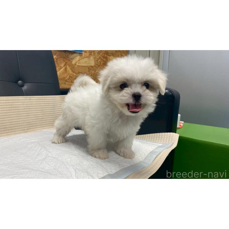販売中の兵庫県のミックス犬-421537の8枚目