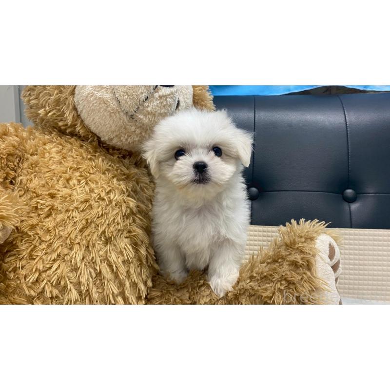 販売中の兵庫県のミックス犬-421537の7枚目