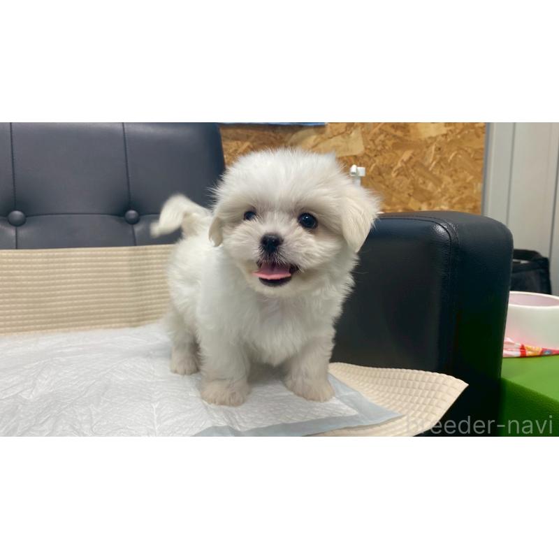 販売中の兵庫県のミックス犬-421537の5枚目