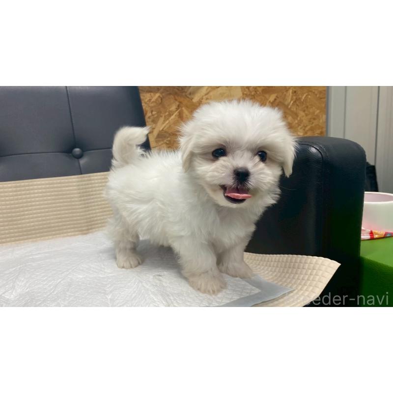 販売中の兵庫県のミックス犬-421537の4枚目