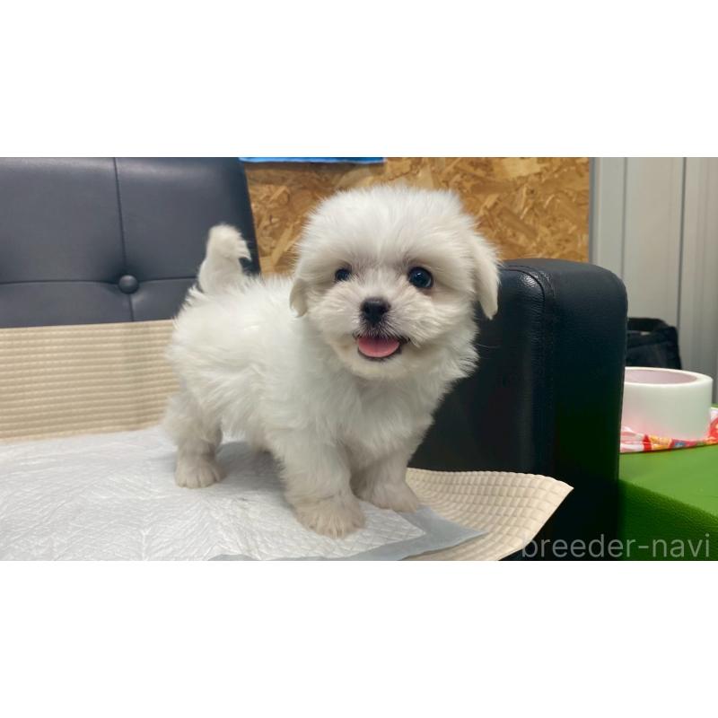 販売中の兵庫県のミックス犬-421537の3枚目