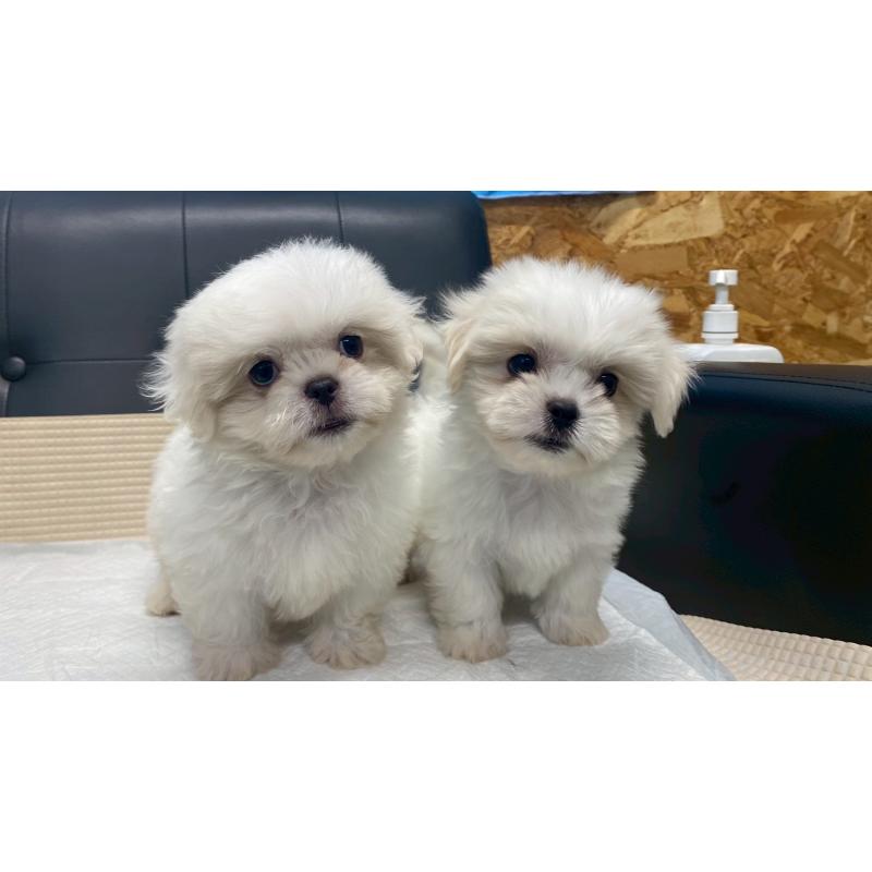 販売中の兵庫県のミックス犬-421537の2枚目
