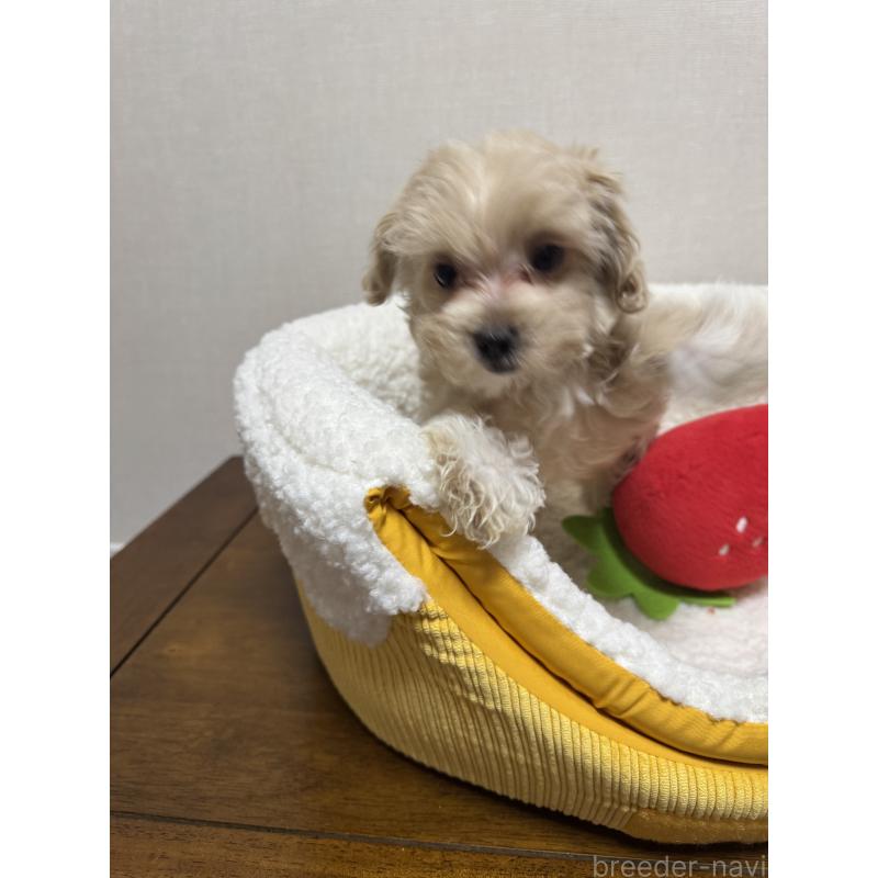 販売中の広島県のミックス犬-419956