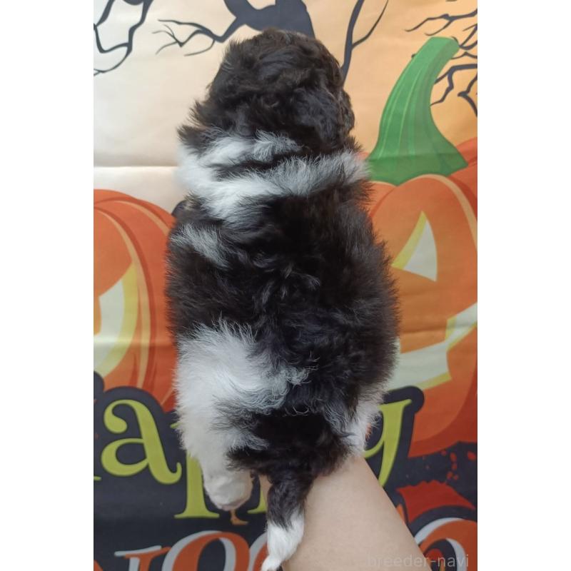 成約済の愛知県のトイプードル-417927の5枚目