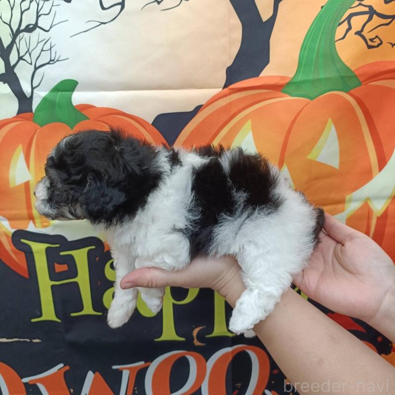 成約済の愛知県のトイプードル-417927の4枚目