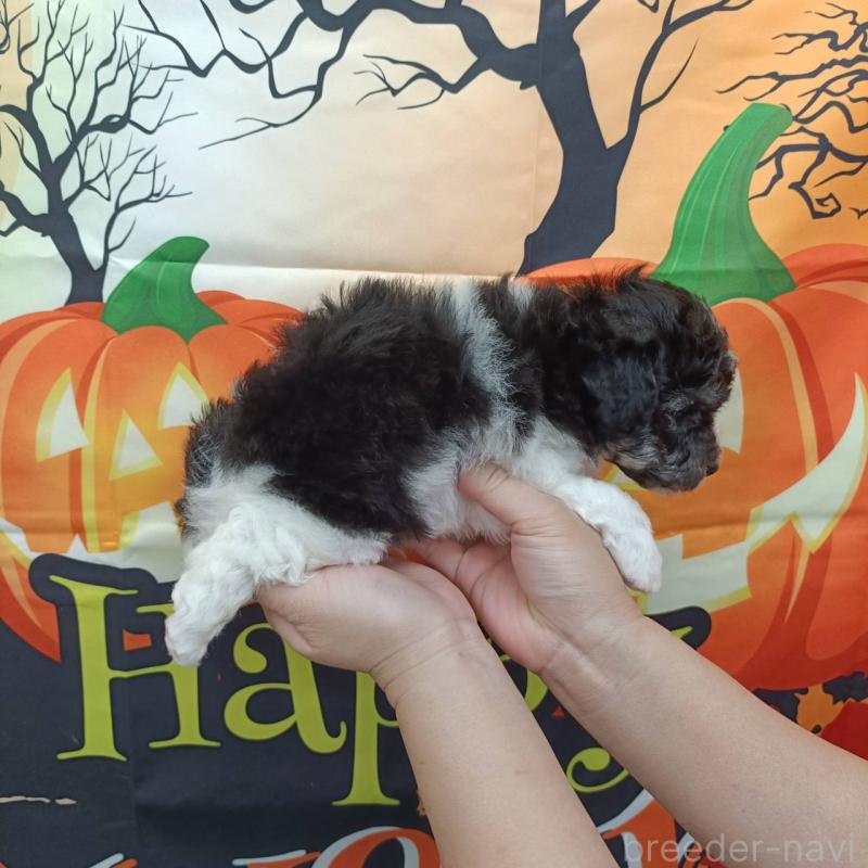 成約済の愛知県のトイプードル-417927の3枚目