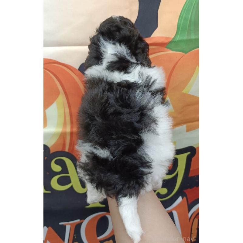 成約済の愛知県のトイプードル-417936の5枚目